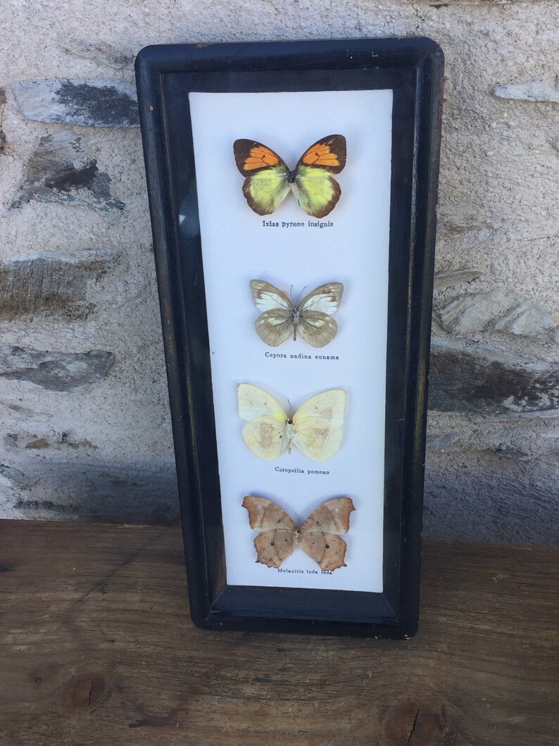 Stunning vintage Butterfly frame 70