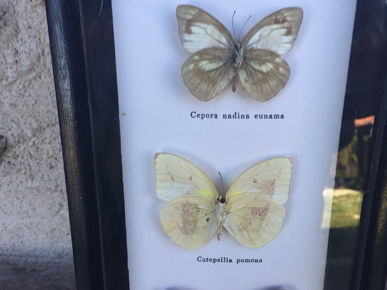 Stunning vintage Butterfly frame 70