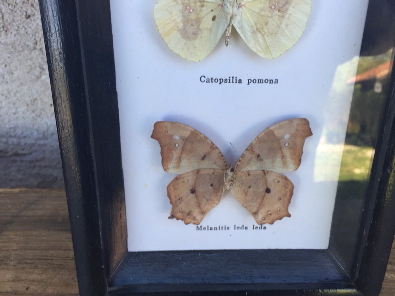 Stunning vintage Butterfly frame 70