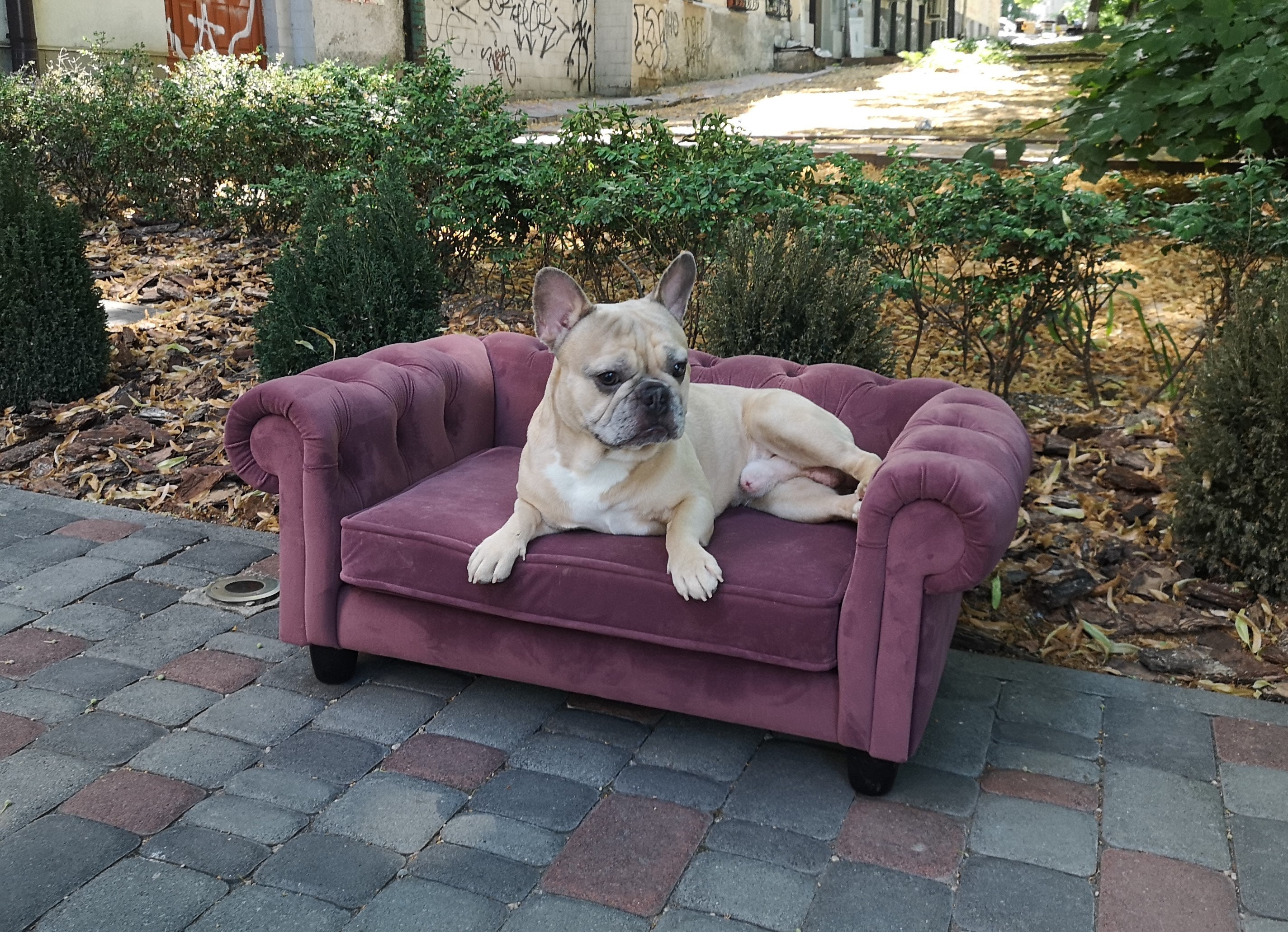 workshop dog furniture