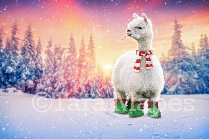 Christmas Alpaca Winter Holiday Digital Background Llama - Etsy