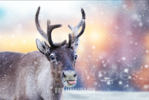 Funny Reindeer Reindeer Sticking Out Tongue Funny Rudolph | Etsy