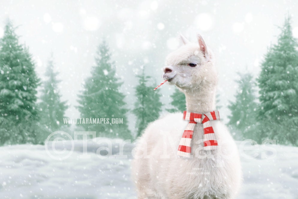 Christmas Digital Backdrop Llama Alpaca in Snow by Pine - Etsy