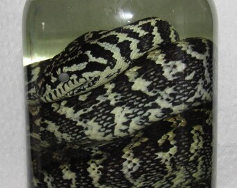 Wet specimen scorpion bug lizard snake taxidermy mount formalin fixed oddities Obscure