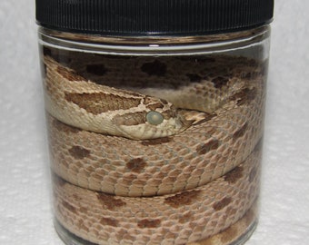Wet specimen scorpion bug lizard snake taxidermy mount formalin fixed oddities Obscure