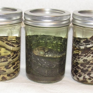 May include: Three clear glass jars with silver metal lids, each containing a preserved snake submerged in liquid. The snakes exhibit distinct brown, black, and cream-colored patterned scales, coiled within the cylindrical containers.