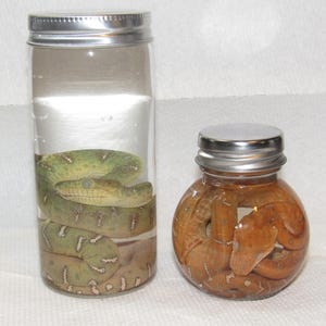 May include: Two clear glass jars with silver metal lids containing preserved snakes. The taller cylindrical jar holds a coiled green snake with white markings, while the shorter, rounder jar contains a coiled orange-brown snake with dark patterns.