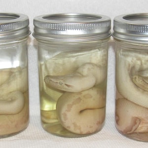 May include: Three clear glass mason jars with silver metal lids, each containing a preserved snake specimen submerged in a translucent liquid. The snakes are coiled within the jars, displaying light tan and cream scales with visible patterns.