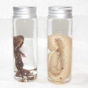 May include: Two clear glass vials with silver screw-top lids, each containing a preserved specimen. The left vial holds a dark brown gecko with white spots, while the right vial contains a pale, cream-colored gecko coiled inside the liquid.