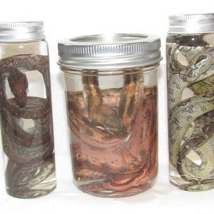 May include: Three clear glass jars with silver metal lids, each containing a preserved snake submerged in liquid. The left jar holds a dark brown snake, the center jar contains a reddish-brown snake, and the right jar features a patterned grey snake.