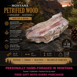 May include: A piece of Montana petrified wood with opalized and agatized layers in shades of white, tan, and reddish-brown. The specimen measures 11.5 inches in length, 6 inches in width, and 2.75 inches in height, with a weight of 11 pounds 6.4 ounces.