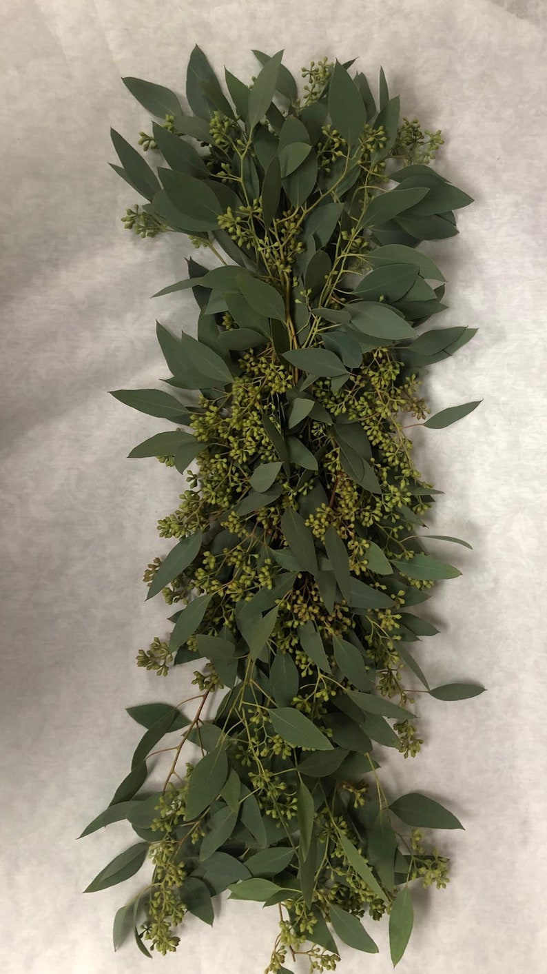 Fresh Garland seeded eucalyptus Garland gunnii eucalyptus Etsy
