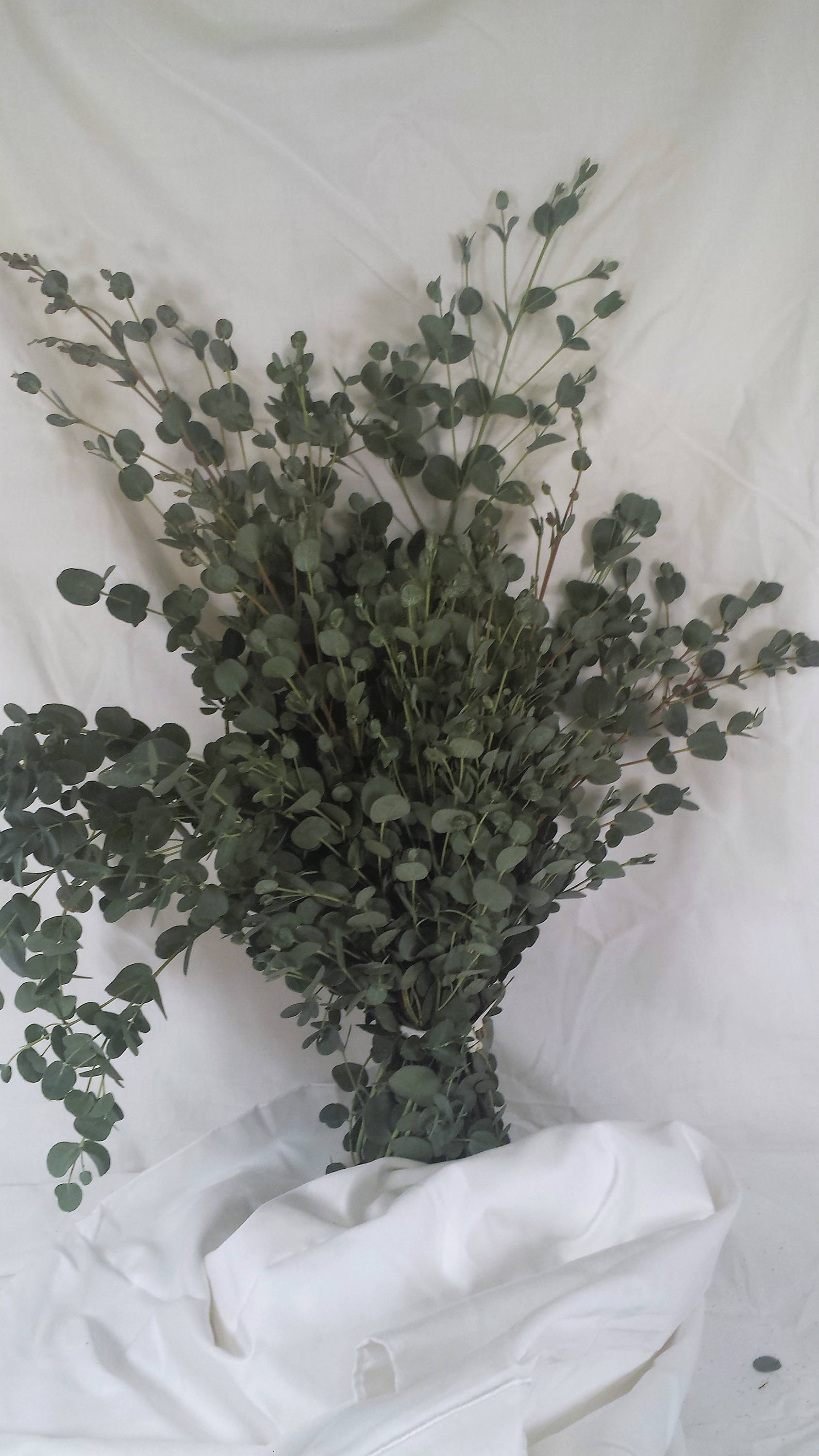Fresh Gunnii Eucalyptus Fresh cut eucalyptus DIY Wedding Etsy