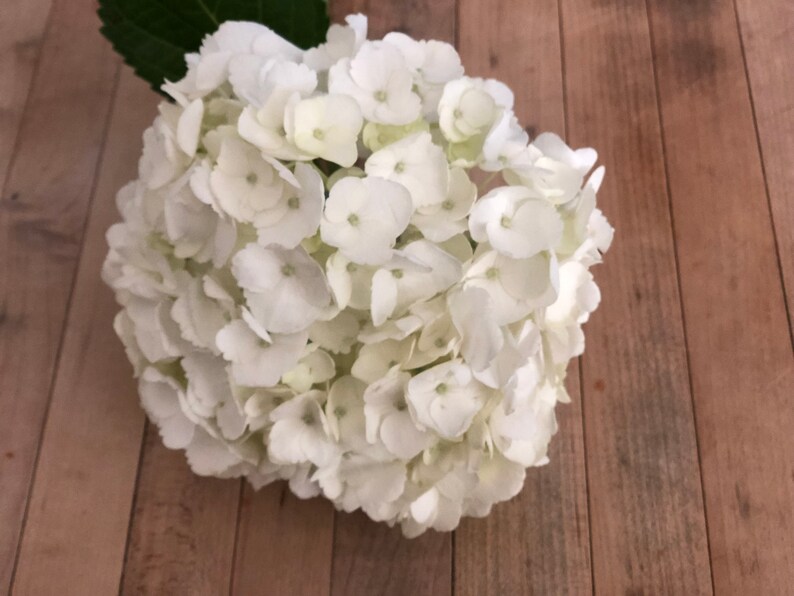 Fresh Hydrangeas Fresh White Hydrangeas Wedding Etsy