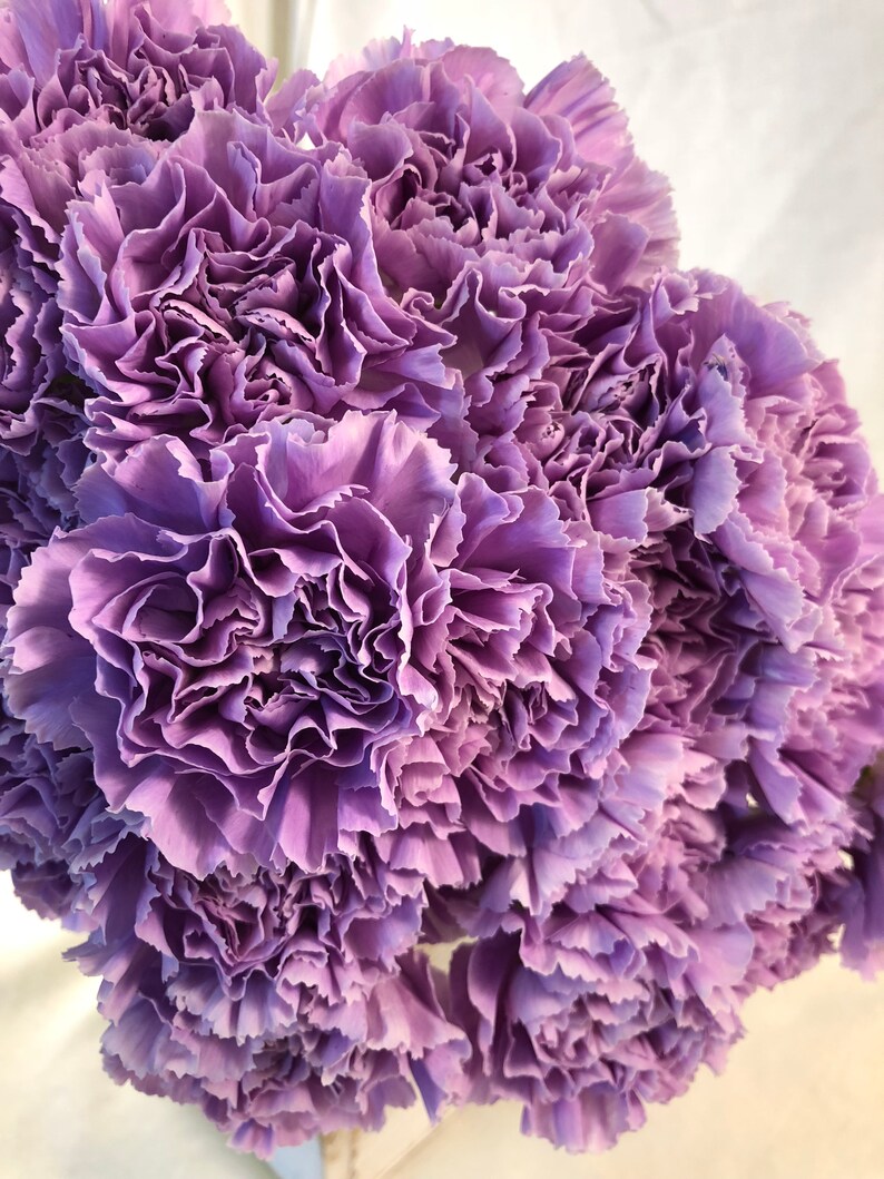 Fresh Carnations Purple Carnations Fresh Flowers Wedding Etsy