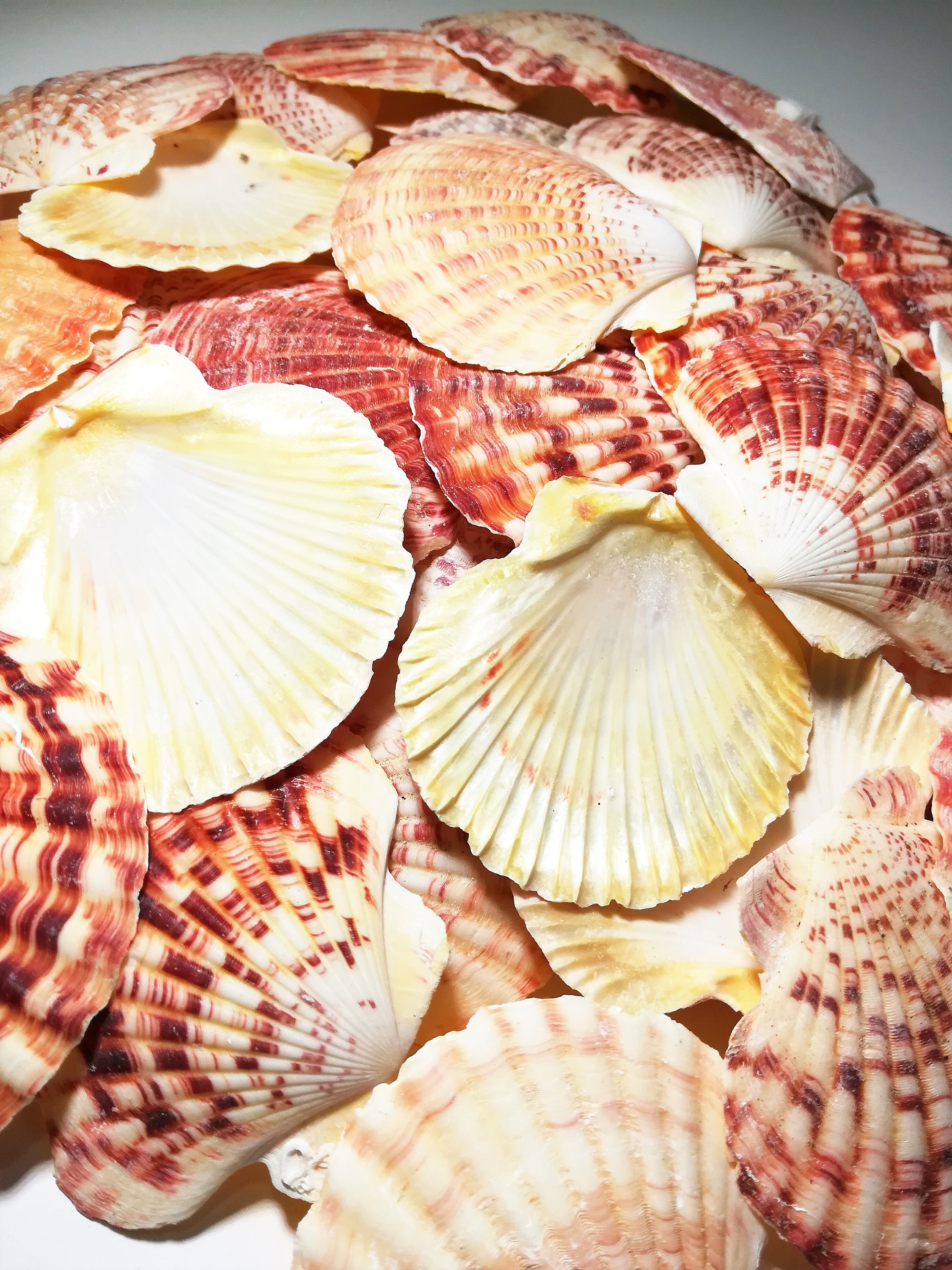 IMPERFECT Bulk Scallop Shells Craft Destash Chipped Shells Etsy