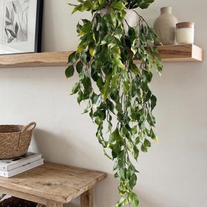 May include: A trailing green plant in a white pot, with long, cascading leaves. The plant is displayed on a wooden shelf alongside a framed picture and a vase. The image suggests a natural, decorative theme.