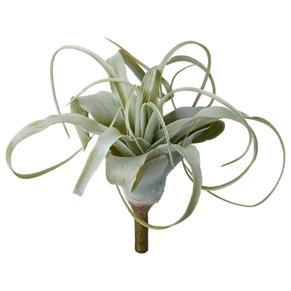 Faux Air Plant Etsy UK