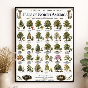以下が含まれることがあります： 「Trees of North America」と題された額装済みの教育用ウォールチャート。様々な樹種の詳細なイラストと名称、双眼鏡、鳥の巣、そして下部にはアリストテレスの引用文が記載されています。
