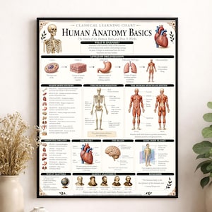 May include: A vertical educational poster titled Human Anatomy Basics featuring detailed illustrations of the human skeleton, muscular system, heart, brain, and various body systems with descriptive text explaining biological functions and organisation.