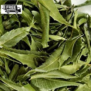 Neem Leaves – Azadirachta Indica – Dried Whole Neem Leaf – Natural Raw Herb