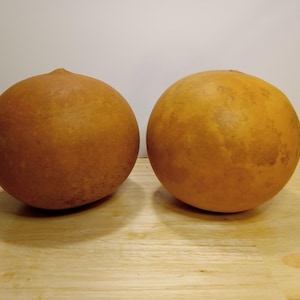 Gourds, 2 Cannon Ball Gourds,Dried Gourds,Natural Gourds,Gourds for Crafting,Hard Shell Gourds,Craft Supplies,Gourd Art,Gourd Supplies