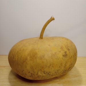 Gourds,Canteen Gourds,Dried Gourds,Natural Gourds,Gourds for Crafting,Hard Shell Gourds,Craft Supplies,Gourd Art,Gourd Supplies,Craft Supply