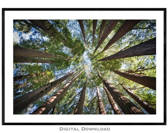 Large California Redwood Trees | Santa Cruz Nature Photography | Abstract Geometrical Wall Art