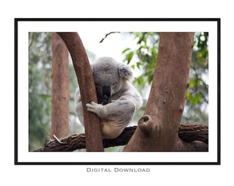 Koala Print, Nursery Wall Art, Koala Poster, Printable Animal Photo, Sydney Print, Australian Wildlife, Digital Download