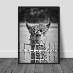 Alpaca print, lama print, alpaca foto lama muur kunst, alpaca muur kunst kinderkamer decor dierlijke muur print digitale download