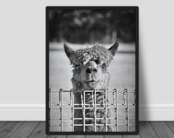 Adorable Alpaca Nursery Print: Animal Wall Art (Digital Download)