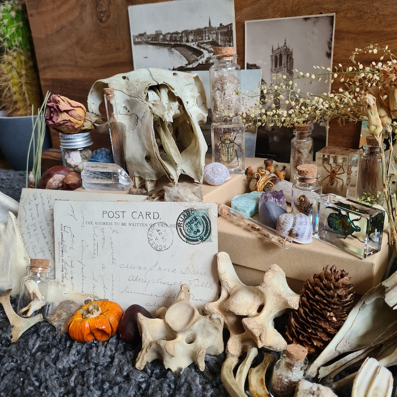 Oddity Mystery Box | Taxidermy Bones Skulls Oddities Curios Antique Vintage Starter Kit Vulture Culture Witchy Whimsy Treasure image 4