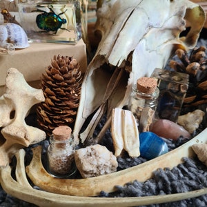 Oddity Mystery Box | Taxidermy Bones Skulls Oddities Curios Antique Vintage Starter Kit Vulture Culture Witchy Whimsy Treasure image 6