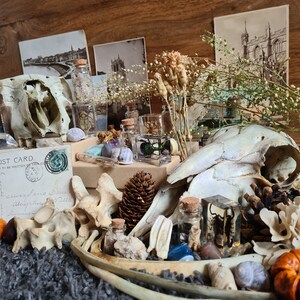 Oddity Mystery Box | Taxidermy Bones Skulls Oddities Curios Antique Vintage Starter Kit Vulture Culture Witchy Whimsy Treasure image 3