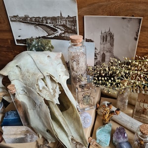 Oddity Mystery Box | Taxidermy Bones Skulls Oddities Curios Antique Vintage Starter Kit Vulture Culture Witchy Whimsy Treasure image 8