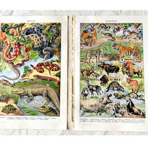 Stampa antica francese di animali selvatici x 2, vecchia stampa di Mammalia, pagine illustrate originali del dizionario, pagine a colori del dizionario Larousse recuperate