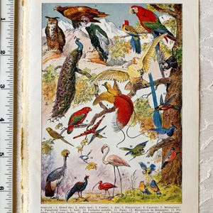 Stampa antica di uccelli francesi, pagine originali illustrate di dizionario con uccelli, vecchia pagina autentica di dizionario Larousse recuperata, poster di uccelli