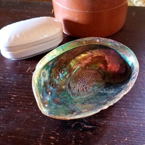 Op de afbeelding: Een grote, iriserende abalone-schelp met een groene, blauwe en paarse tint. De schelp ligt op een donkerbruin houten oppervlak.