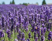 Serenity Lavender and Peppermint Essential Oil Personal Nasal Inhaler 100 Certified Organic