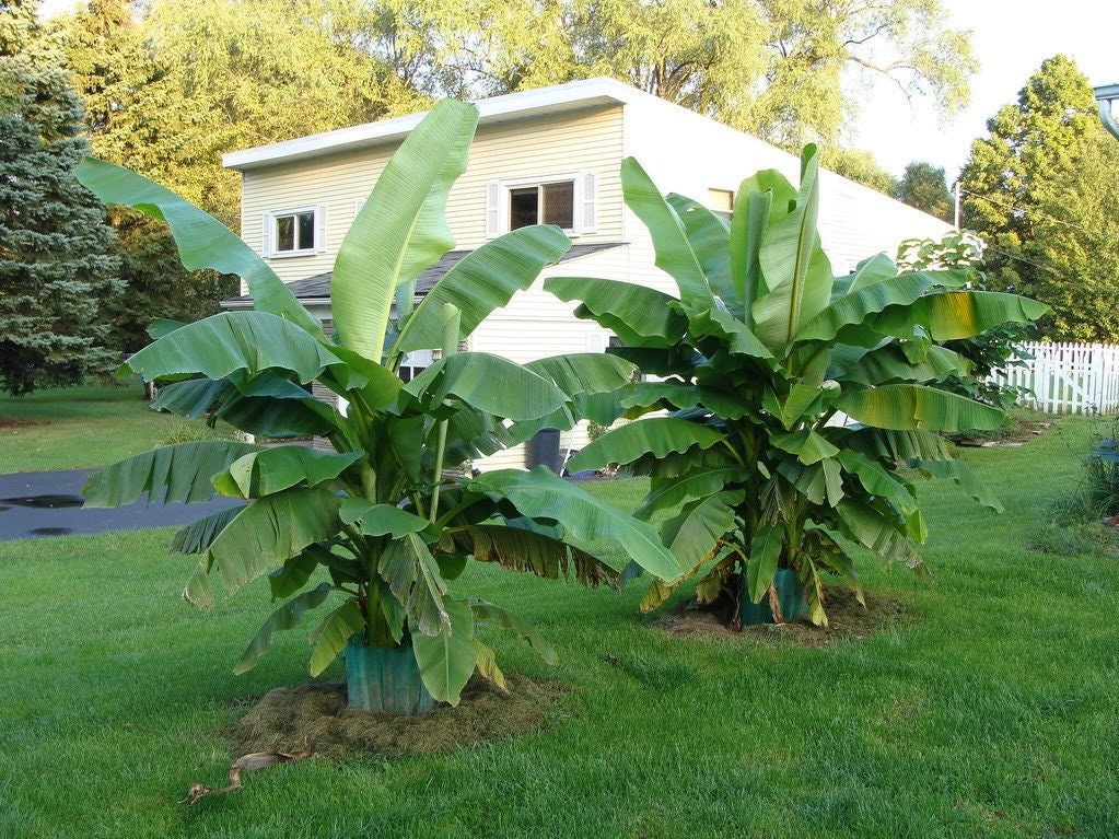 12 Organic Darjeeling Banana Tree SeedA touch of the tropics Etsy