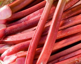 Organic Strawberry Rhubarb Seeds - Thick pink petioles, medium to heavy seed stalk production