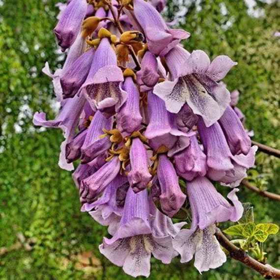 25 Graines De Dragon Arbre Kawakamii Mauve Bio Grappes De Belles Fleurs Mauves