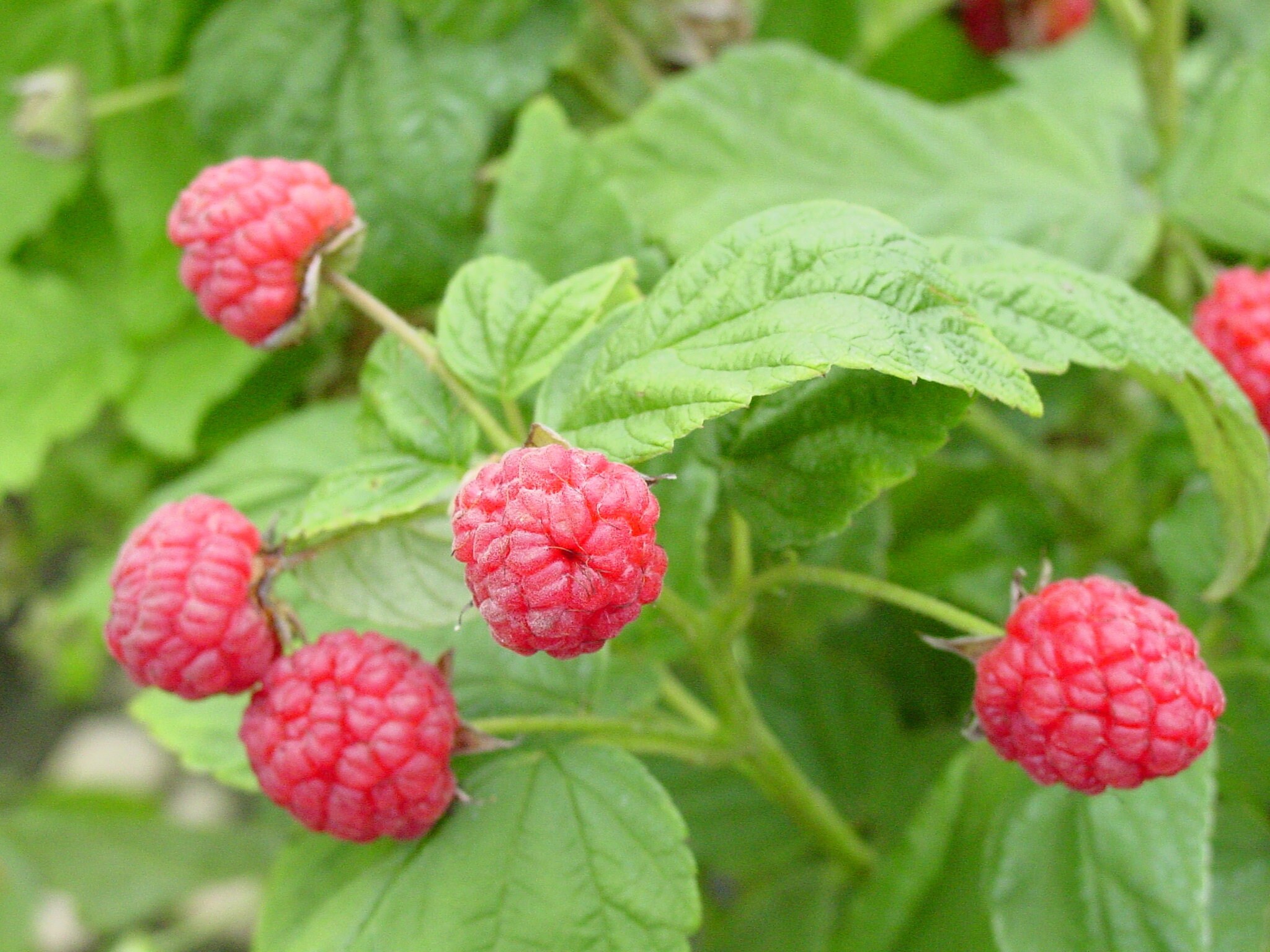 25 Seeds Rubus idaeus Red Raspberry Bush Seeds