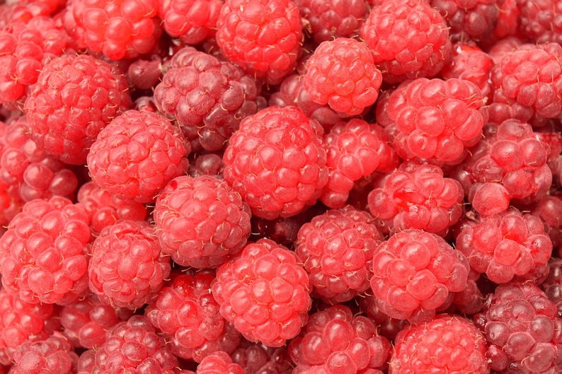 25 Seeds Rubus idaeus Red Raspberry Bush Seeds
