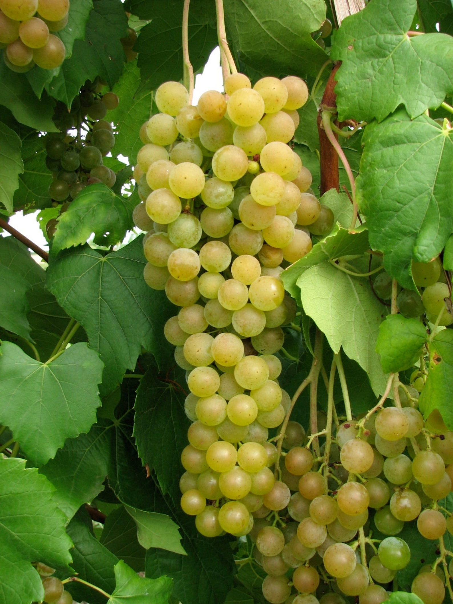 Памяти шатиловой виноград