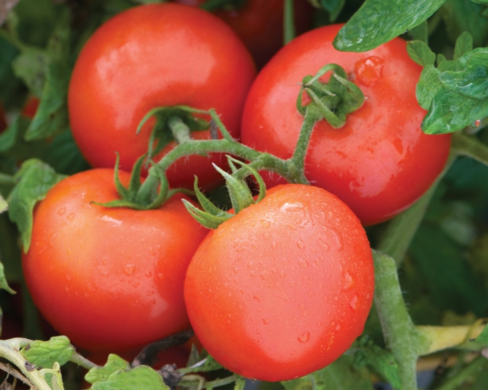 Штамбовые томаты. Томат детерминантный черри. Что такое супердетерминантный сорт томатов. Супердетерминантные сорта томатов. Низкорослые штамбовые помидоры.