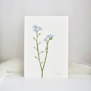 Non ti scordar di me, Myosotis, acquerello originale