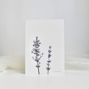 Lavanda, acquerello botanico originale