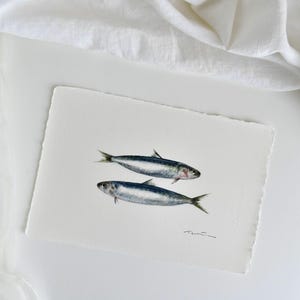 Sardine, illustrazione originale