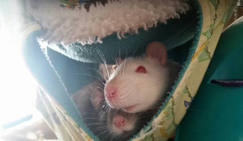 rat cage hammock